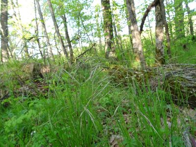 Schizachne purpurascens, photographed by Jesse Rorabaugh