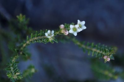 Diosma oppositifolia, photographed by Tony Rebelo
