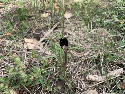 Aristolochia erecta, photographed by Chris (CP) and Pamela (PP) Pipes