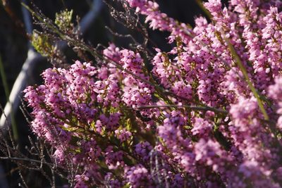 Erica nudiflora, photographed by Tony Rebelo