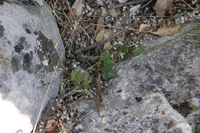 Dipogon lignosus, photographed by Tony Rebelo