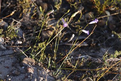 Lobelia coronopifolia, photographed by Tony Rebelo