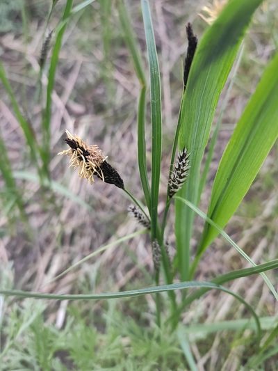 Carex melanostachya, photographed by KAnatoliy