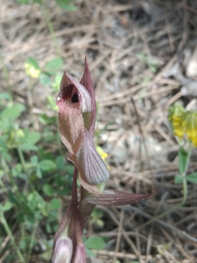 Serapias orientalis, photographed by Ben Costamagna