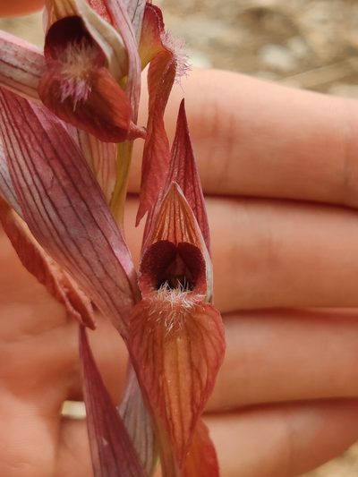 Serapias orientalis, photographed by Riccardo Rocca