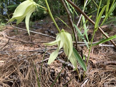 Asimina angustifolia, photographed by Lauren Gillett