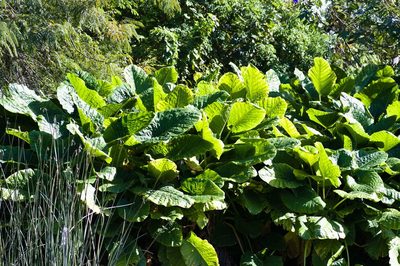 Alocasia macrorrhizos, photographed by Malena Lorente