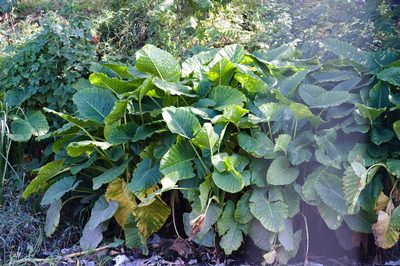 Alocasia macrorrhizos, photographed by Malena Lorente