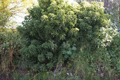 Phytolacca dioica, photographed by Malena Lorente