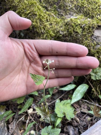 Tiarella austrina, photographed by Brandon Corder