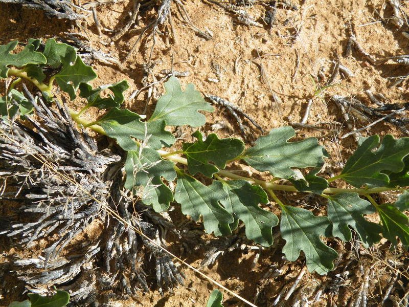 Harpagophytum procumbens, photographed by Antoinette Eyssell Knox