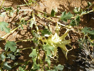 Harpagophytum procumbens, photographed by Antoinette Eyssell Knox