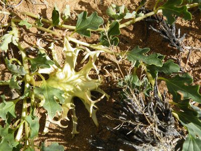 Harpagophytum procumbens, photographed by Antoinette Eyssell Knox
