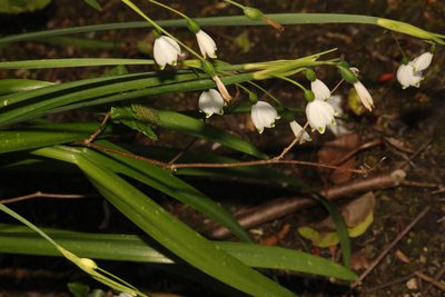 Leucojum aestivum, photographed by Stephen James McWilliam