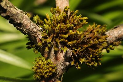 Lewinskya affinis, photographed by Stephen James McWilliam