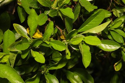 Pyracantha coccinea, photographed by Stephen James McWilliam