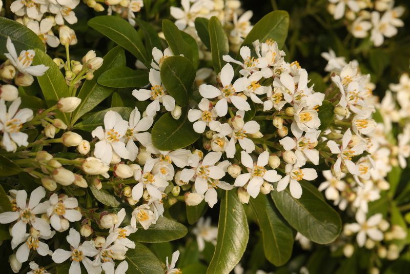 Choisya ternata, photographed by Stephen James McWilliam