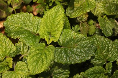 Melissa officinalis, photographed by Stephen James McWilliam