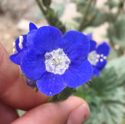 Phacelia viscida, photographed by Adam J. Searcy