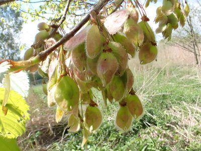 Ulmus laevis, photographed by Jean-Paul Boerekamps