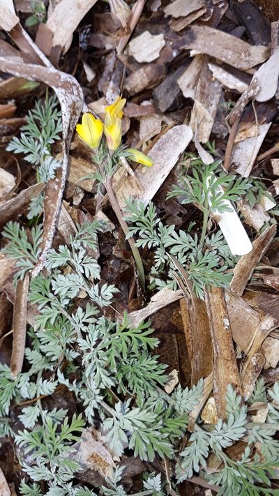 Hypecoum procumbens, photographed by Alessia Guggisberg