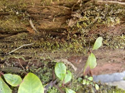 Tetraphis pellucida, photographed by Brandon Corder