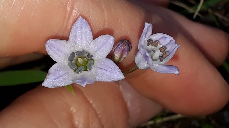 Brimeura fastigiata, photographed by Alessia Guggisberg