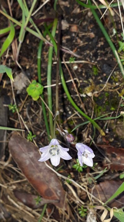 Brimeura fastigiata, photographed by Alessia Guggisberg