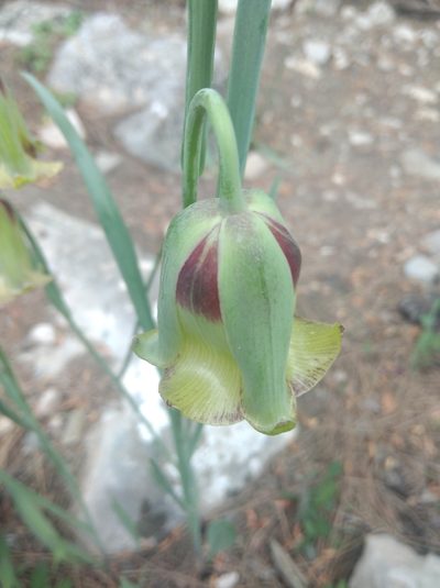 Fritillaria acmopetala, photographed by Ben Costamagna