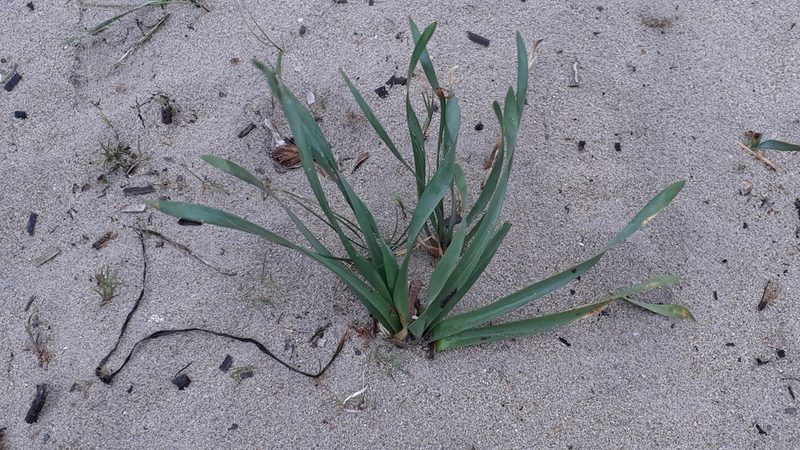 Pancratium maritimum, photographed by Alessia Guggisberg