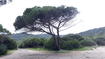 Pinus pinea, photographed by Alessia Guggisberg