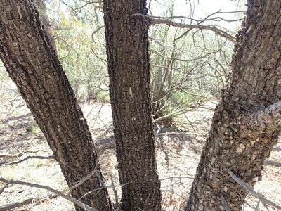 Juniperus deppeana, photographed by mark-groeneveld