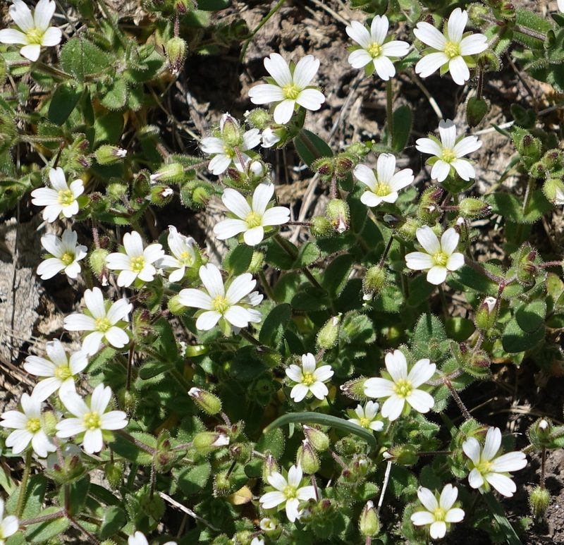 Cerastium gracile, photographed by Andre Hosper