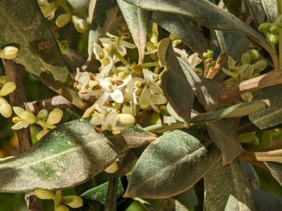 Olea europaea, photographed by Felicity Kreger