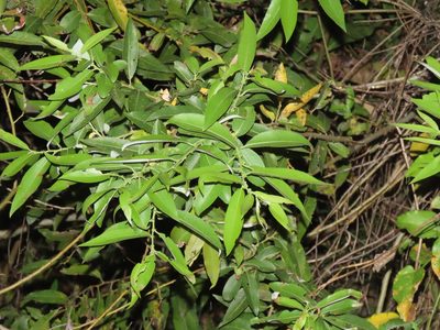 Salix mesnyi, photographed by chiuluan