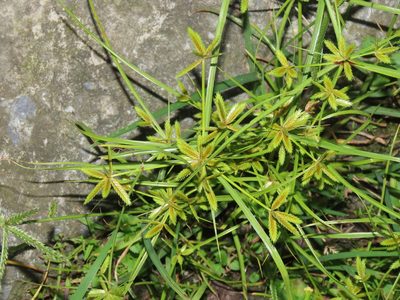 Cyperus compressus, photographed by chiuluan