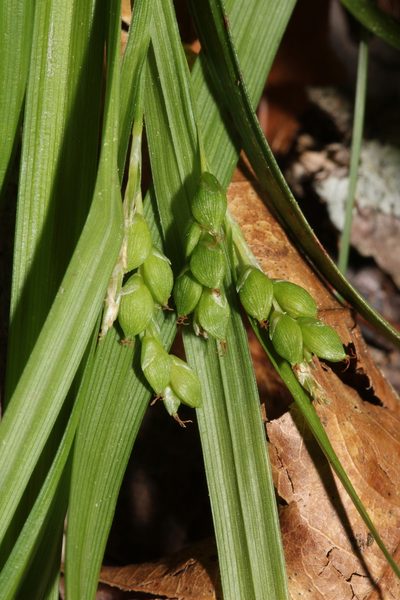 Carex cumberlandensis, photographed by Scott Ward