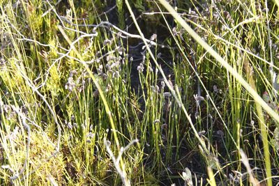 Schizaea pectinata, photographed by Tony Rebelo