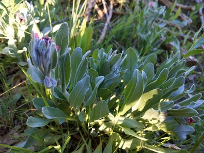 Pardoglossum cheirifolium, photographed by castieler