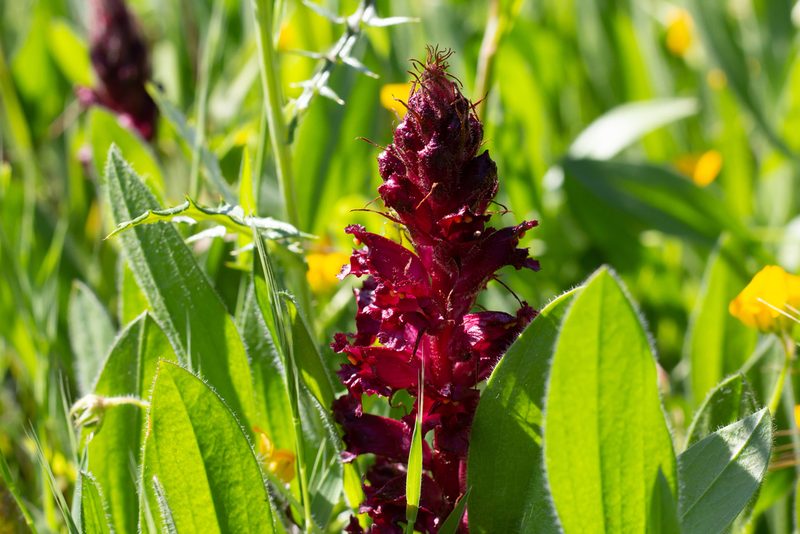 Orobanche foetida, photographed by Daniela Costa