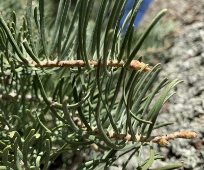 Abies concolor, photographed by mark-groeneveld