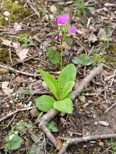 Primula fassettii, photographed by Roy Boyle