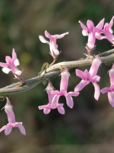 Cyphia stenopetala, photographed by Ricus Nel