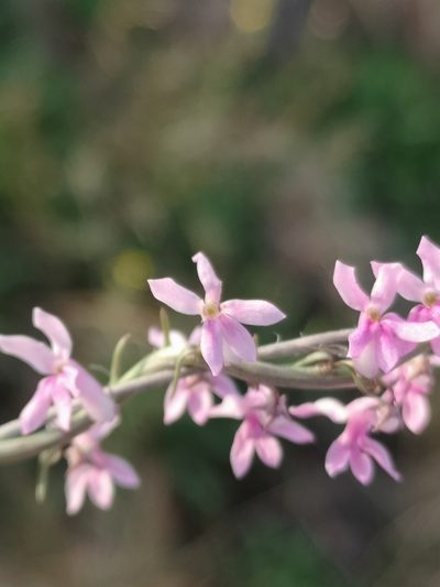 Cyphia stenopetala, photographed by Ricus Nel