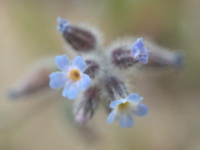 Myosotis ramosissima, photographed by Michel Langeveld