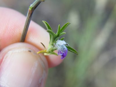 Pogonospermum divaricatum, photographed by Antoinette Eyssell Knox