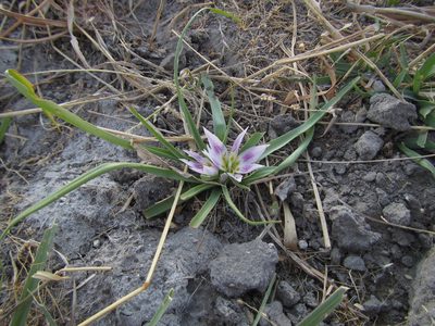 Colchicum roseum, photographed by Robert Taylor