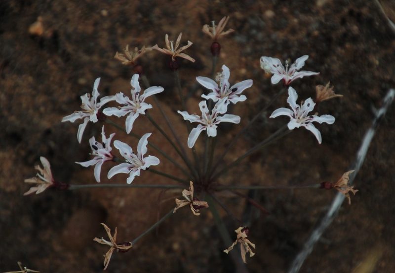 Hessea monticola, photographed by Tony Rebelo