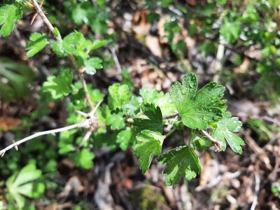 Ribes missouriense, photographed by florawhite