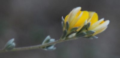 Aspalathus villosa, photographed by Tony Rebelo